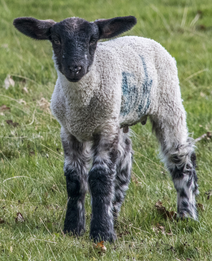 Spring Lamb